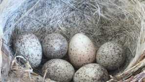 Където се вмъкват шейките